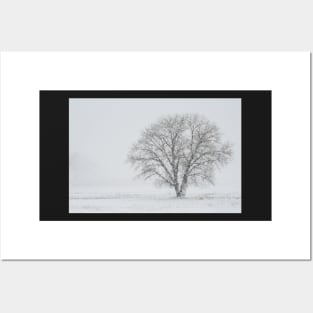 Bare Tree Posters and Art